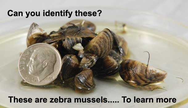 zebra mussels in a pertu dish