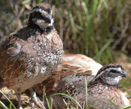 Close up of two quail in a field.