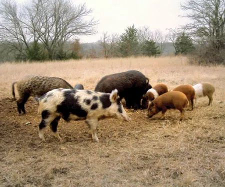 Feral hogs in a field.  Image Credit: Samuel Roberts Noble Foundation
