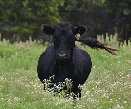 Black cow in a field. Moooooooo...