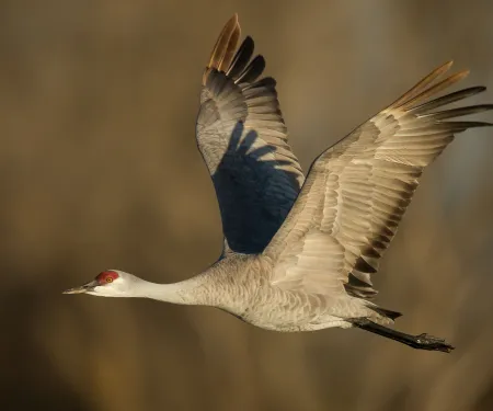 A sandhill crane leaving an overnight roost at Great Salt Plains Wildlife Refuge.  Photo by Warren Metcalf, RPS 2015.