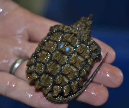 Alligator snapping turtle one-year old.