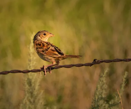 Grasshopper Sparrow (Jena Donnell/ODWC)