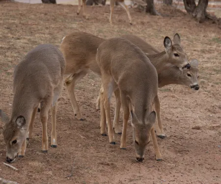 Group of deer in field.