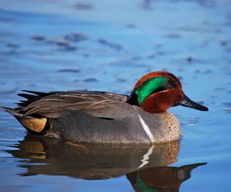 Green-winged Teal, photo from USFS