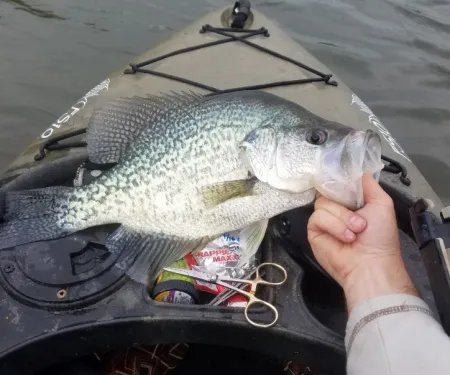 Person holding a crappie in a kayak.