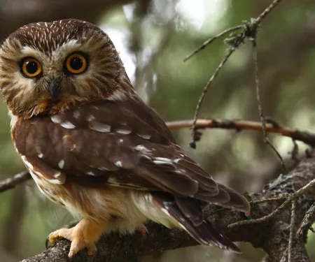 Northern saw-whet owl, photo by Kameron Perensovich/Flickr