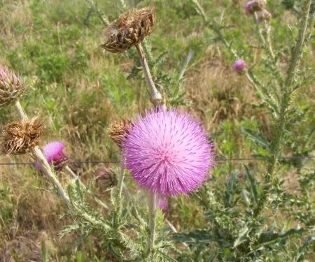 Musk Thistle, photo by Kyle Johnson
