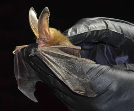 Ozark big-eared bat, photo by Jena Donnell/ODWC
