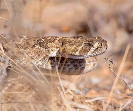 Rattlesnake at Wichita Mountains Wildlife Refuge, photo by Jeremiah Zurenda