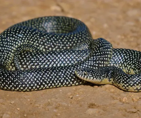Speckled Kingsnake, photo provided by USFS