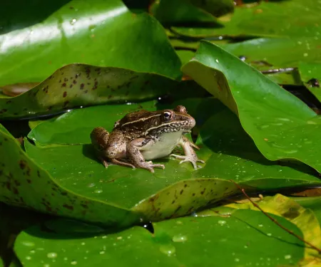 Frog on a pad.