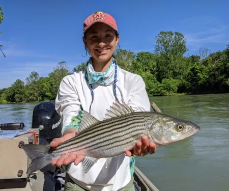Oklahoma State University graduate research assistant Alex Vaisvil holds a striped bass for research.