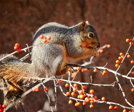 This squirrel was enjoying a snack on a winterberry bush, photo by Dee Carter/RPS 2020