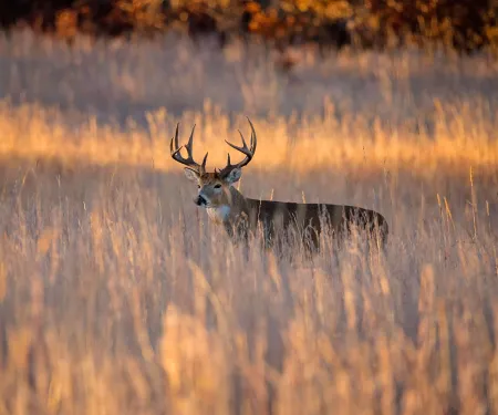 Whitetail buck in the field.  Photo by Jeremiah Zurenda.