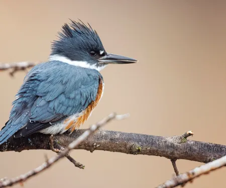Belted Kingfisher.  Photo by Joe Stewart/RPS 2019
