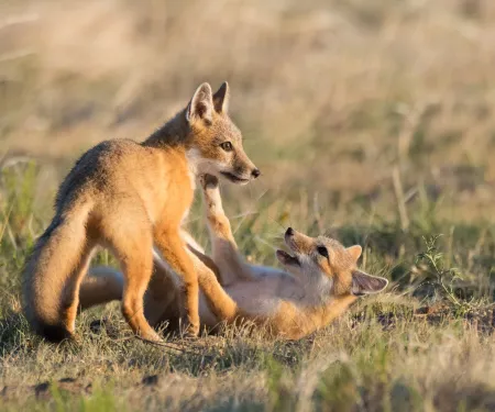 Swift fox pups playing.  Photo by Steven Hunter/RPS 2019