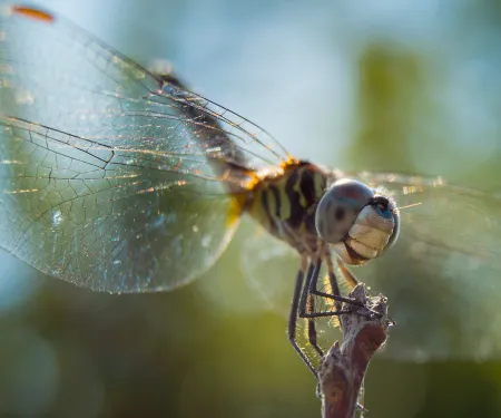A dragonfly perches on the top of a stick