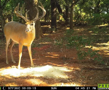 White-tailed buck captured on a trail camera