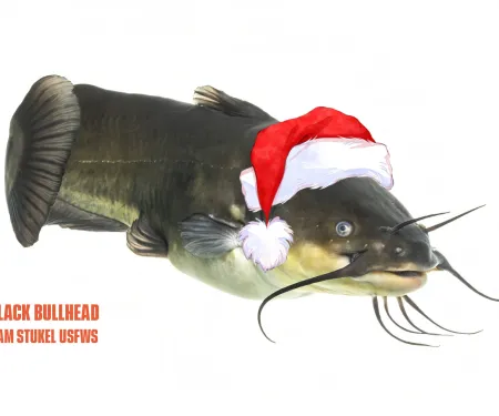 A dark fish with whiskers wears a Santa hat. 