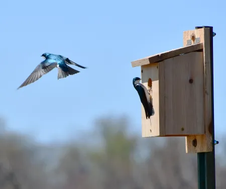 Two blue and white swallows near a supplemental nest box