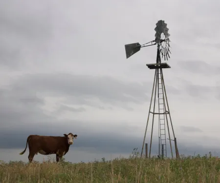 A red cow with a white face stands next to a windmill.