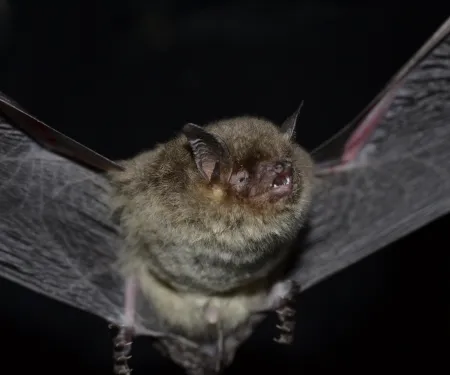 A small brown bat with its wings extended. 