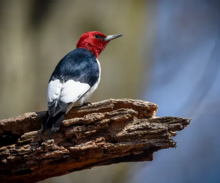 A bird with a red head, black back and white wingtips perches on a broken branch. 