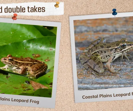 A corkboard with images of two frogs. 