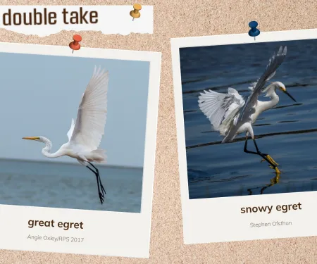 A corkboard with images of two white waterbirds