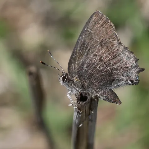 A small brown butterfly is perched on a twig. 