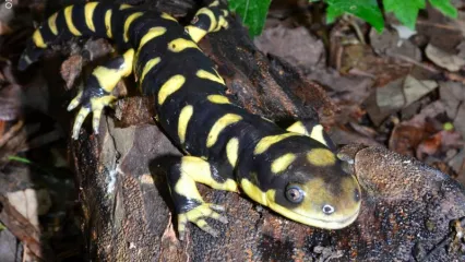 Barred Tiger Salamander on rock structure.
