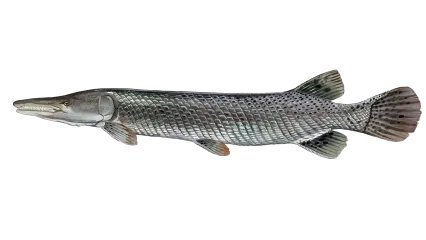 Alligator Gar Sportfish ID