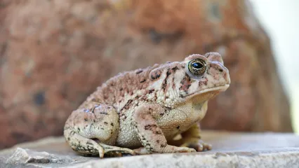 American Toad 