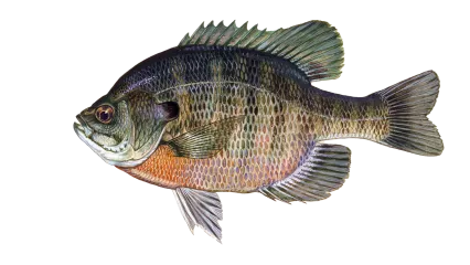 Bluegill Sunfish Sportfish ID