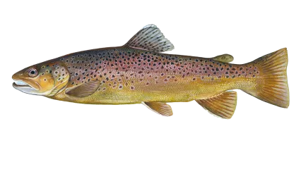 Brown Trout Sportfish ID