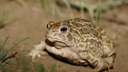 A tan toad with greenish-brown markings