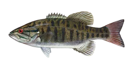 Smallmouth Bass Sportfish ID