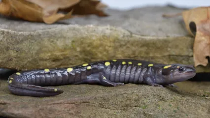 A dark salamander with yellow spots perches on a leafy rock.