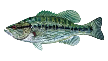 Spotted Bass Sportfish ID