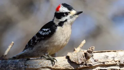 Downy Woodpecker; Bill Crow