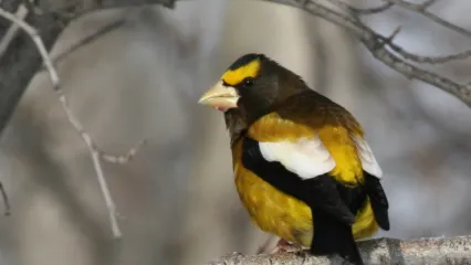 A black, white, and yellow bird with a large bill perches on a limb.