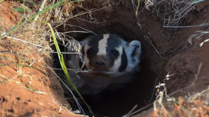 Badger.  Photo by Wade Free