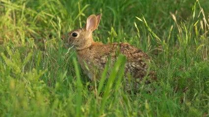 Eastern Cottontail rabbit.  Photo by Steve Webber.