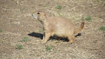 Blacktailed Prairie Dog.  Photo by Jena Donnell