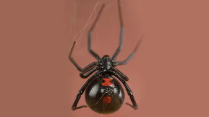 Black Widow, SMITHSONIAN INST. NMNH INSECT ZOO/FLICKR CC BY
