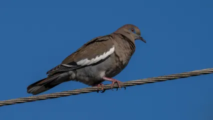 White-winged Dove on wire.  Photo by Stephen Ofsthun