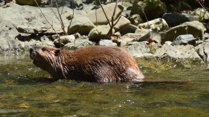 North America Beaver.  Photo by Jena Donnell