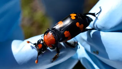 American Burying Beetle.  Photo by Jena Donnell