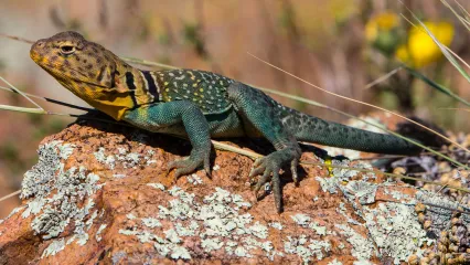 Eastern Collared Lizard.  Photo by Barry Bolton